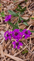 Verbena rigida