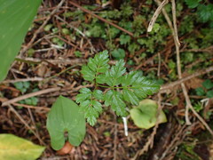 Coptis aspleniifolia