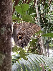 Caligo brasiliensis
