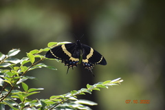 Papilio garamas