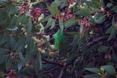 Glossopsitta concinna