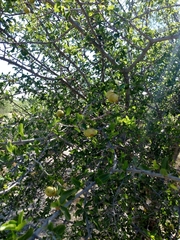 Sarcomphalus amole
