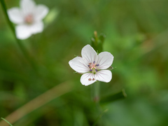 Geranium thunbergii
