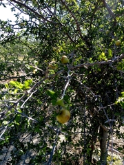 Sarcomphalus amole