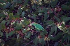 Glossopsitta concinna