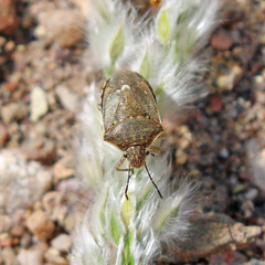 Pentatomidae