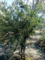 Sarcomphalus amole