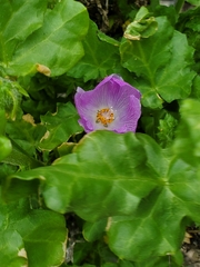 Cristaria