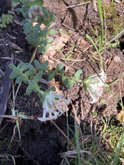 Pimelea humilis