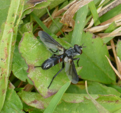 Cylindromyia intermedia