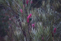 Glossopsitta concinna