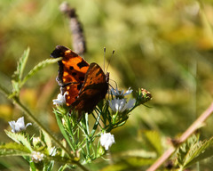 Polygonia progne