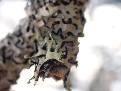 Hypotrachyna sinuosa