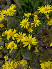 Senecio bahioides
