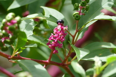 Phytolacca americana rigida