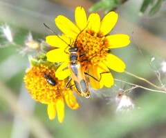 Chauliognathus limbicollis