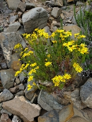 Senecio bahioides