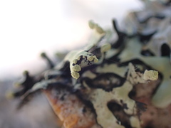 Hypotrachyna sinuosa