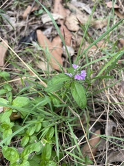 Rostellularia obtusa