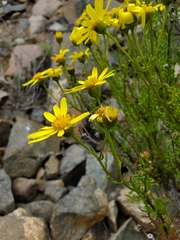Senecio bahioides