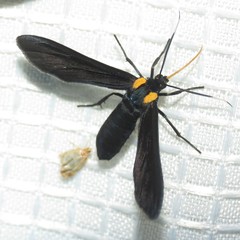 Phoenicoprocta