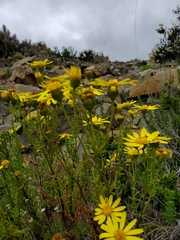Senecio bahioides