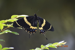 Papilio garamas