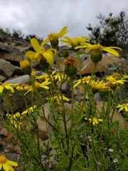 Senecio bahioides