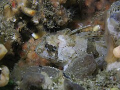 Centropogon australis