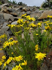 Senecio bahioides