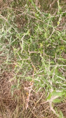 Castela erecta