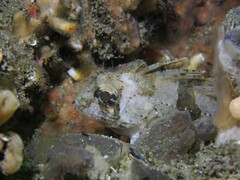 Centropogon australis