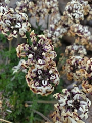 Glandularia sulphurea