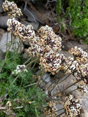 Glandularia sulphurea