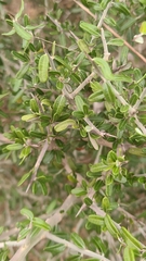 Castela erecta