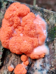 Tubifera ferruginosa