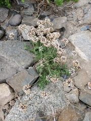 Glandularia sulphurea