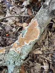 Steccherinum ochraceum