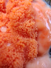 Tubifera ferruginosa