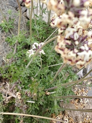 Glandularia sulphurea