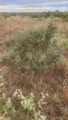 Castela erecta
