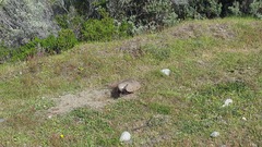 Chaetophractus villosus
