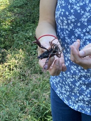 Procambarus clarkii