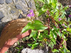 Tradescantieae