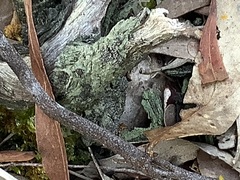 Cladonia peziziformis