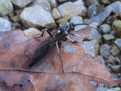 Vulgichneumon