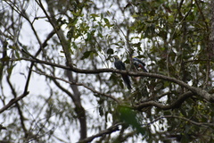 Platycercus adscitus