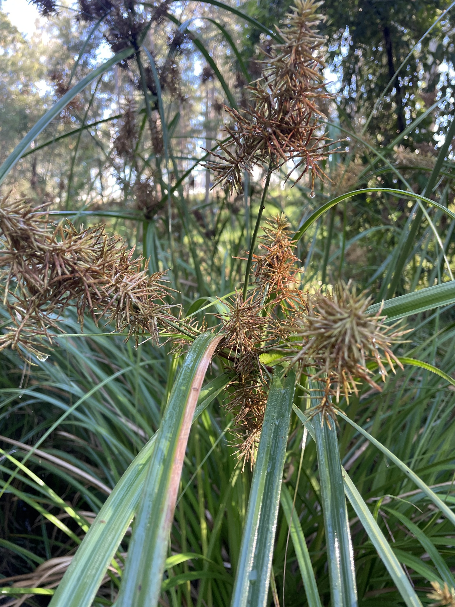 Cyperus Lucidus Rbr