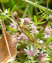 Vespula maculifrons