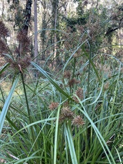 Cyperus lucidus
